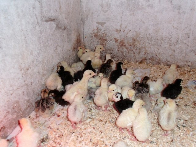 Sprzedam pisklęta indyków odchowanych z naturalnyc — zdjęcie 4