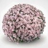  CHRYZANTEMY - PRODUCENT KWIATÓW 2017 — zdjęcie 1