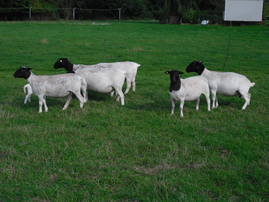 Dorper, Suffolk, Schwarzkopf, ostfriesische Milchs