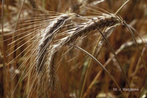 sprzedam pszenżyto 8-10t , okolice Sejn (podlaskie) 87 5164276