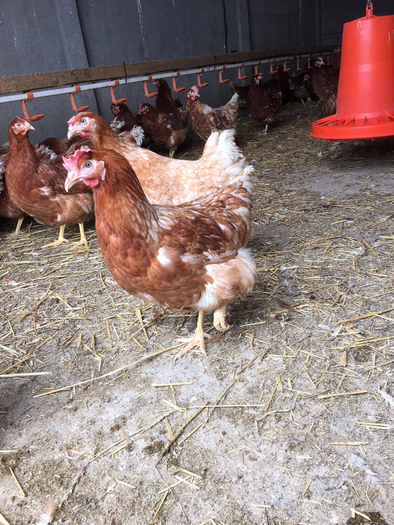 Kury ROSA, LOHMANN BROWN , Leghorn — zdjęcie 3