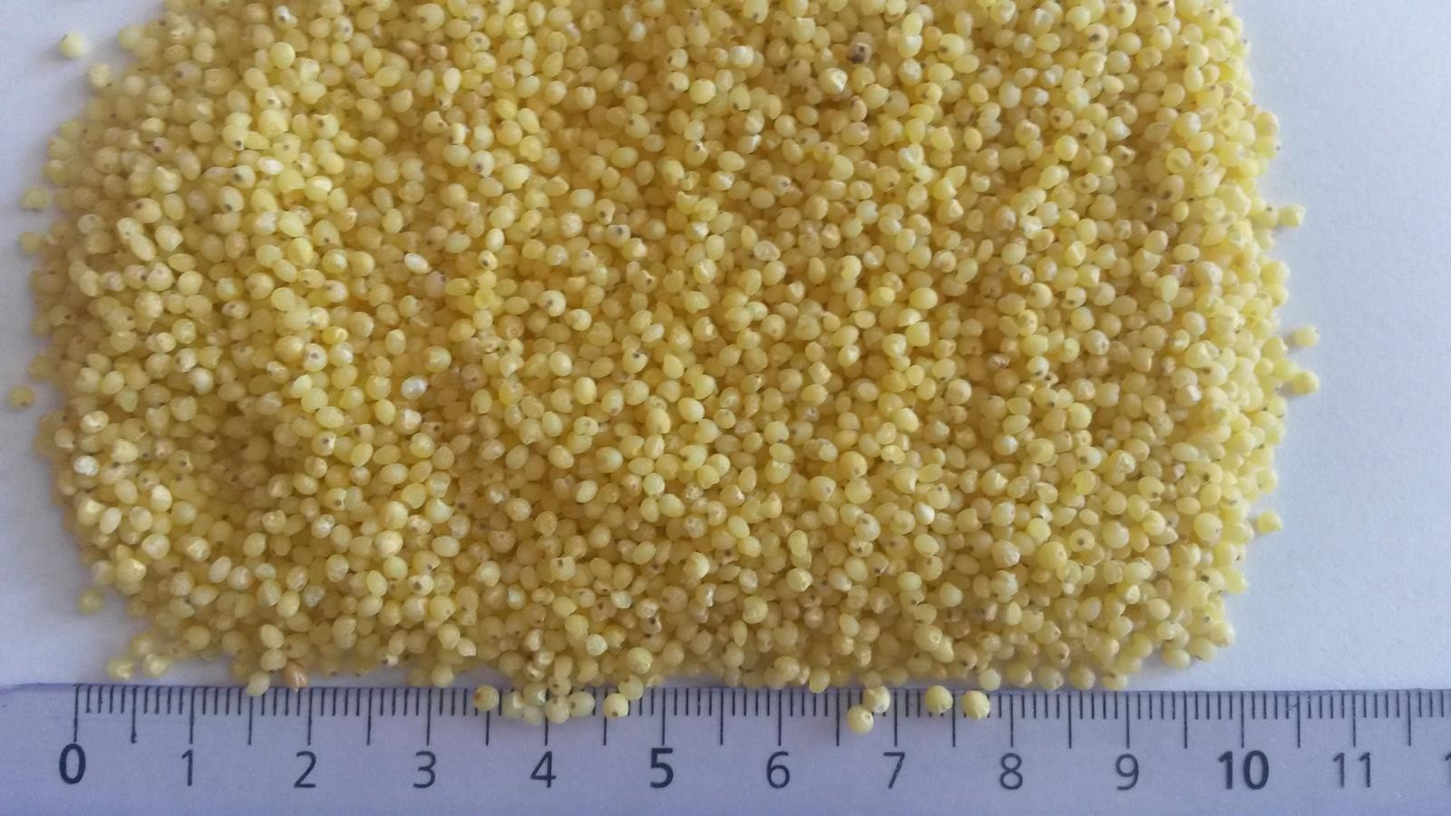 kasza jaglana groch obłuszczony słonecznik