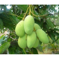 Wholesale Fresh Mango,Red star apples — zdjęcie 4