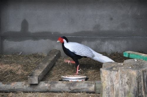 Pisklęta zielononóżki — zdjęcie 2