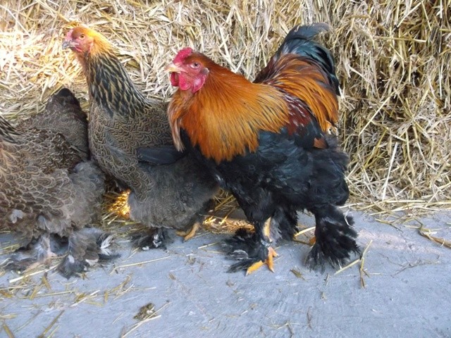 Brahma kuropatwiana brahmy drób jajka jaja kurczaki kura  — zdjęcie 5