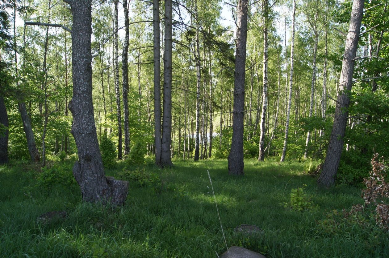 Kupię las w całej Polsce