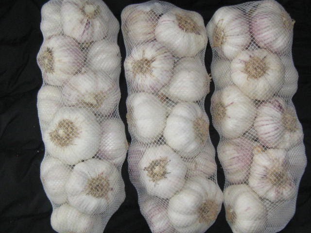 czosnek w siatkach 1 kg — zdjęcie 1