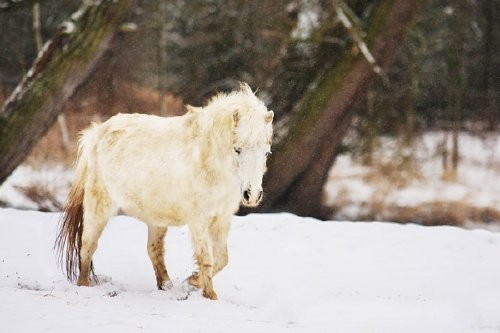 SPRZEDAM KONIE KOLOROWE DUŻE I KUCE, SP — zdjęcie 1