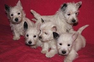 West highland white terrier z hodowli Geslander — zdjęcie 1