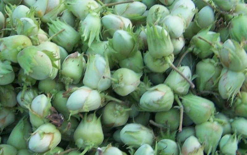 orzechy laskowe