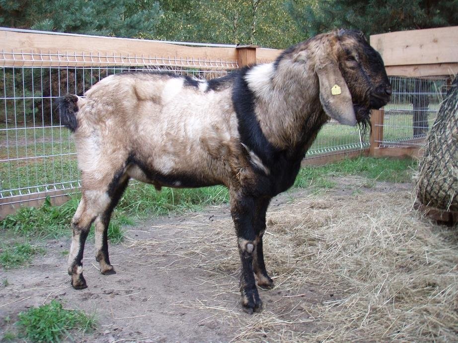 Anglonubijska para kóz — zdjęcie 3