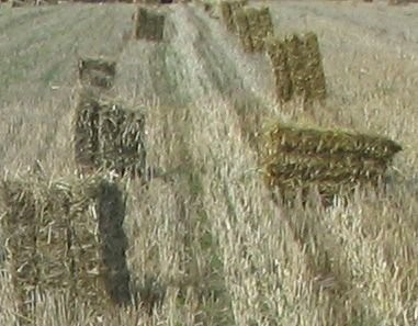 SŁOMA PRASOWANA - SEZON 2008