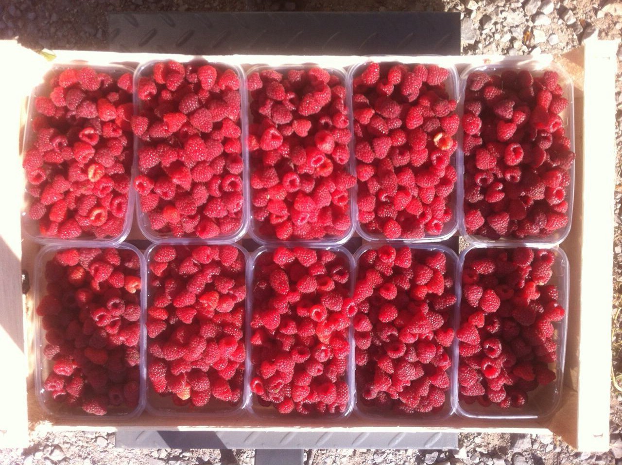 Sprzedam maline