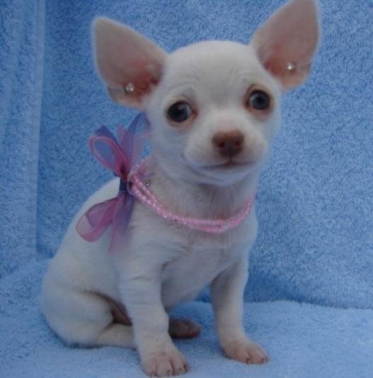 cute Chihuahua szczenięta do przyjęcia — zdjęcie 1