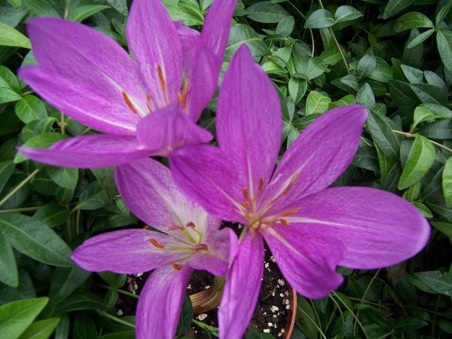 Zimowit 'Lilac Wonder'