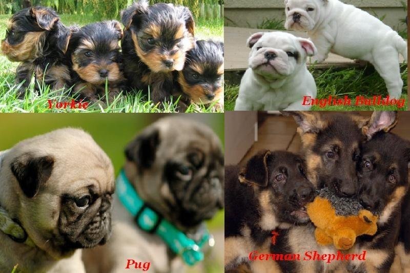 Yorki, angielski buldog, mops, owczarek niemiecki