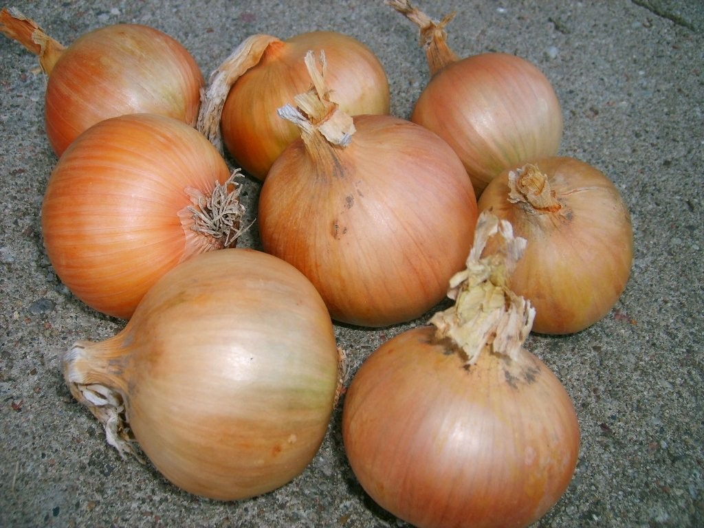 Cebula Lagergold