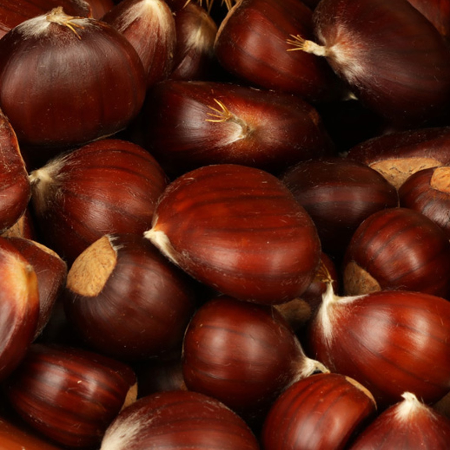 KASZTANY JADALNE / MARONY/ Castanea sativa /Polska — zdjęcie 4
