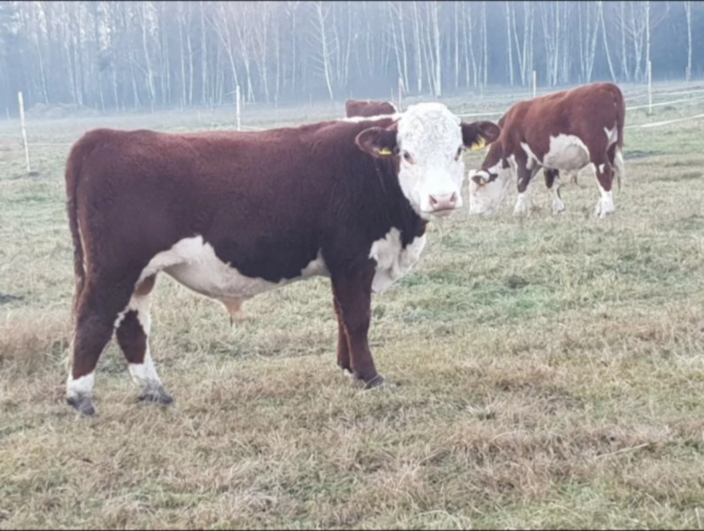 Bydło hodowlane HEREFORD — zdjęcie 1