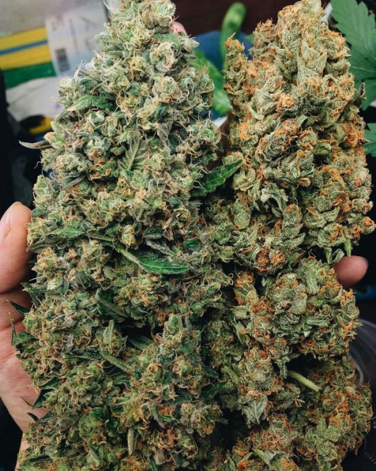 High Grade Medical Marijuana Sativa and Indica