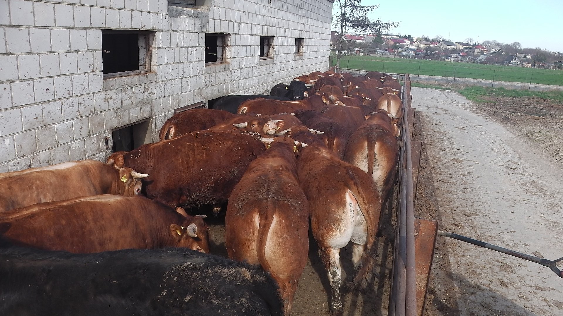 Byki bydło limousine waga 650 kg — zdjęcie 1