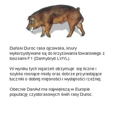 Pewne warchlak importowanei z Danii — zdjęcie 2