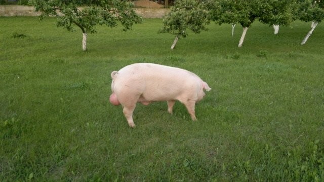 loszki knurki rasy PBZ DUROC   DUROC/PIETREN — zdjęcie 3