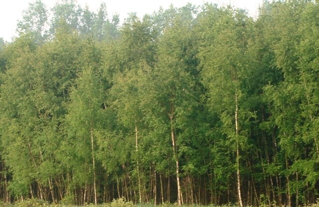 Usługi w zakresie gospodarki leśnej i rolnej — zdjęcie 4