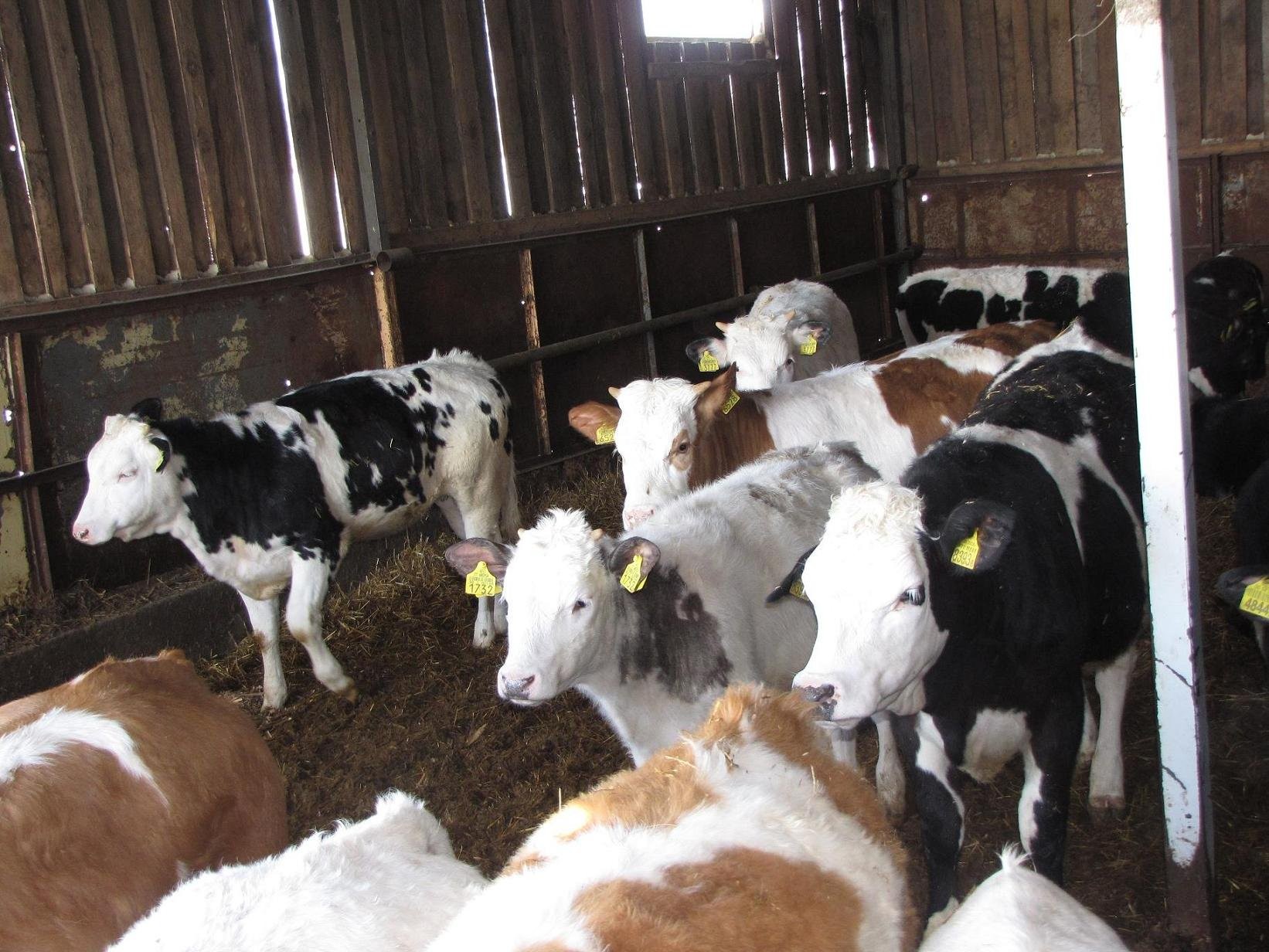 Byczki, Jałówki Belgian Blue Simentaler SPRZEDAŻ!! — zdjęcie 2