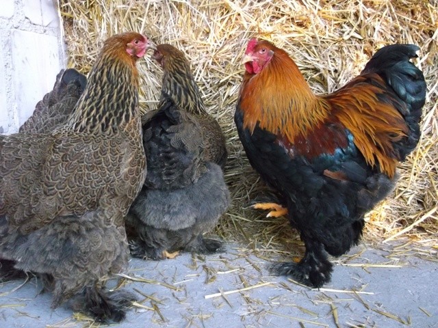 Brahma kuropatwiana brahmy drób jajka jaja kurczaki kura  — zdjęcie 7