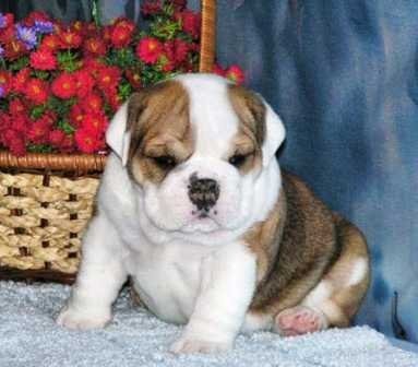 Adorable angielski buldogi szczenięta dać je do ad — zdjęcie 1