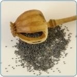 Sprzedam mak niebieski gat1