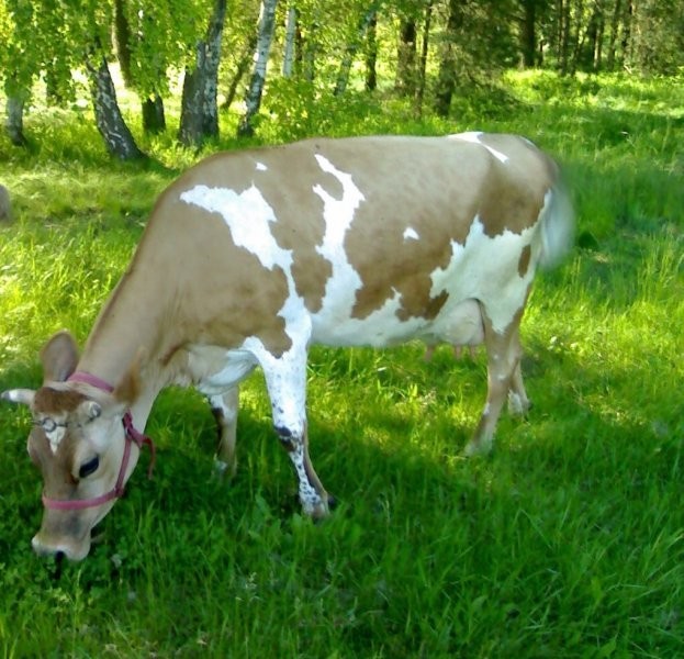 super krowa w super cenie 6 miesieczna — zdjęcie 1