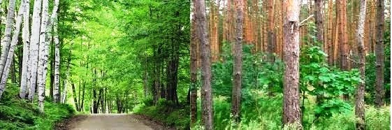 Las 1,90 ha mieszany (dąb) sprzedamy
