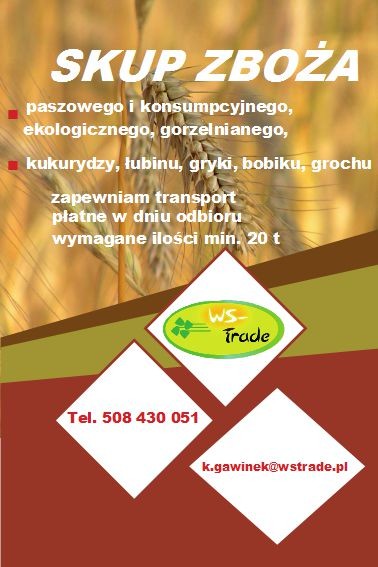Kupię pszenżyto i inne zboża