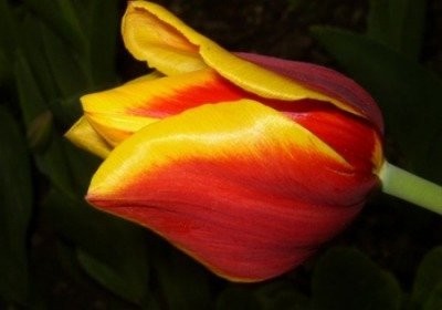 Cebulki kwiatowe- plantacja ekologiczna