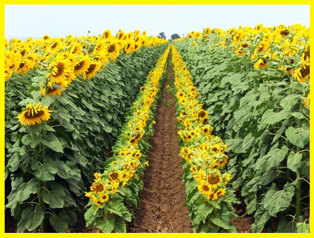 Ukraina. Sloma 70 zl/tn zytnia,owsiana,rzepakowa,lniana.Siano,surowcy