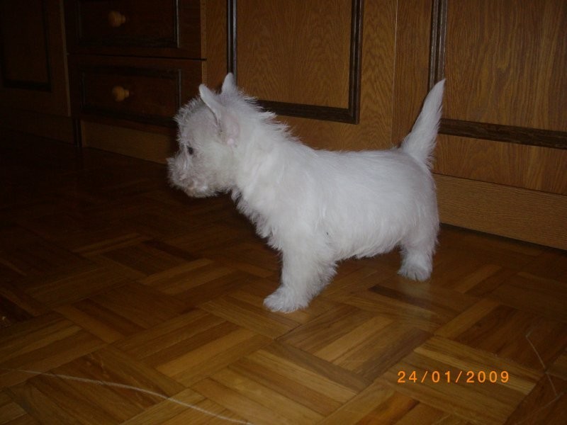 WEST HIGHLAND WHITE TERRIER — zdjęcie 3