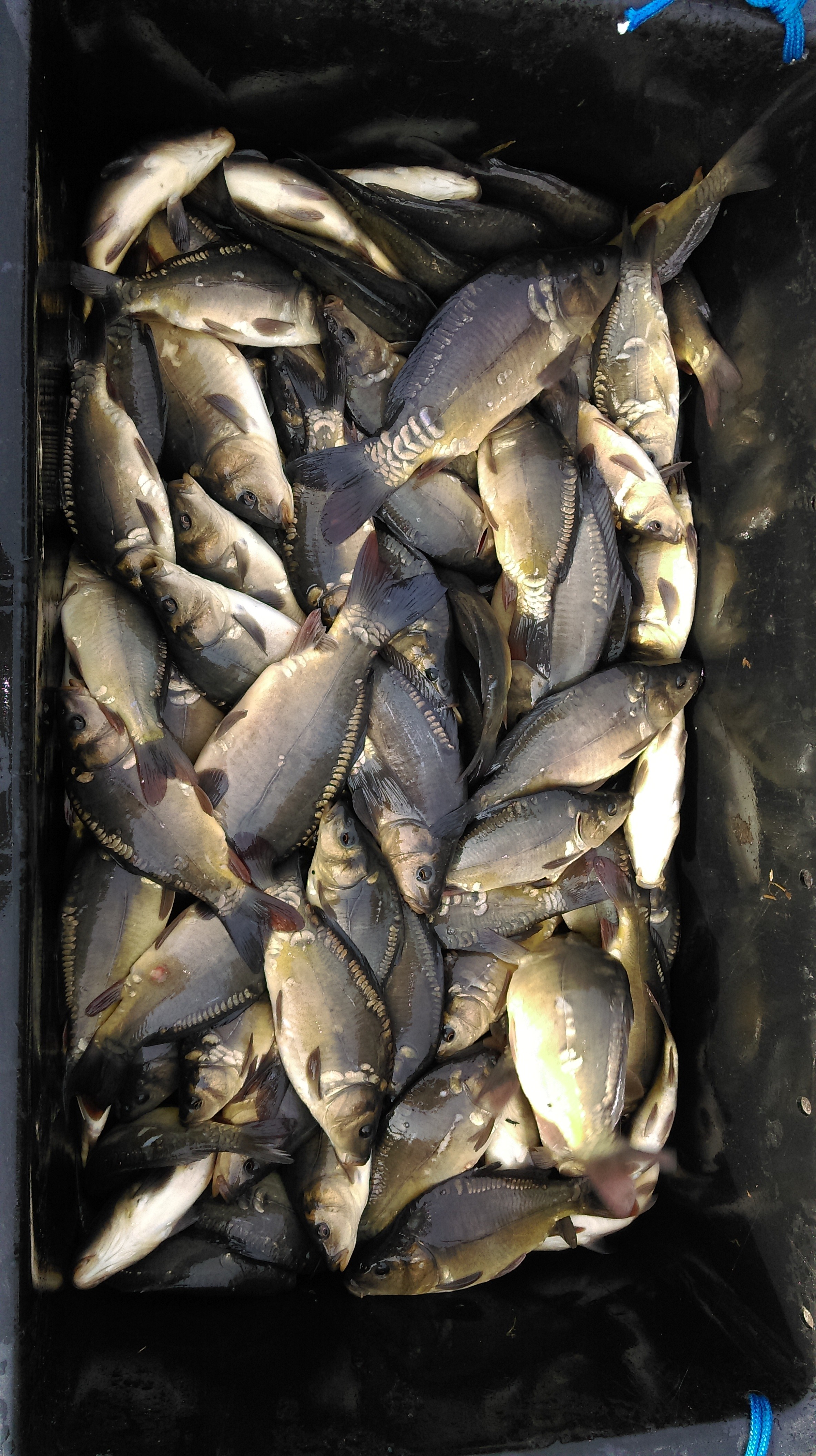 Karp zarybienie