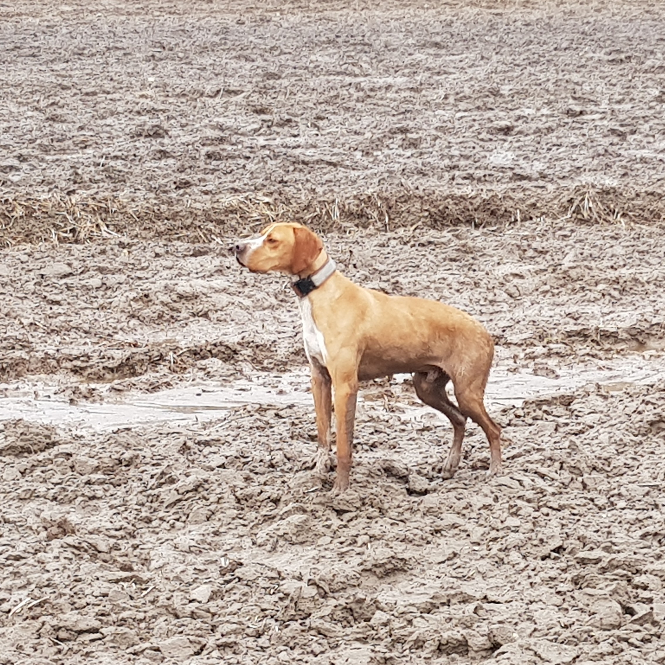ENGLISH POINTER -piesek rodowodowy FCI - miot wiosna 2017r. — zdjęcie 2