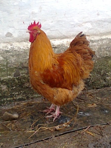 Sprzedam koguty orpingtony, cochiny i minory — zdjęcie 1
