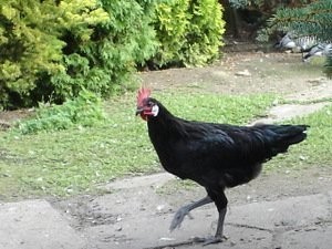 Drób Ozdobny-kaczki, kury, pawie, gęsi — zdjęcie 3