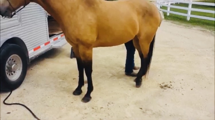 Buckskin čtvrtletí kůň valach   (Stann) je připraven k lepení, úžasný  — zdjęcie 4