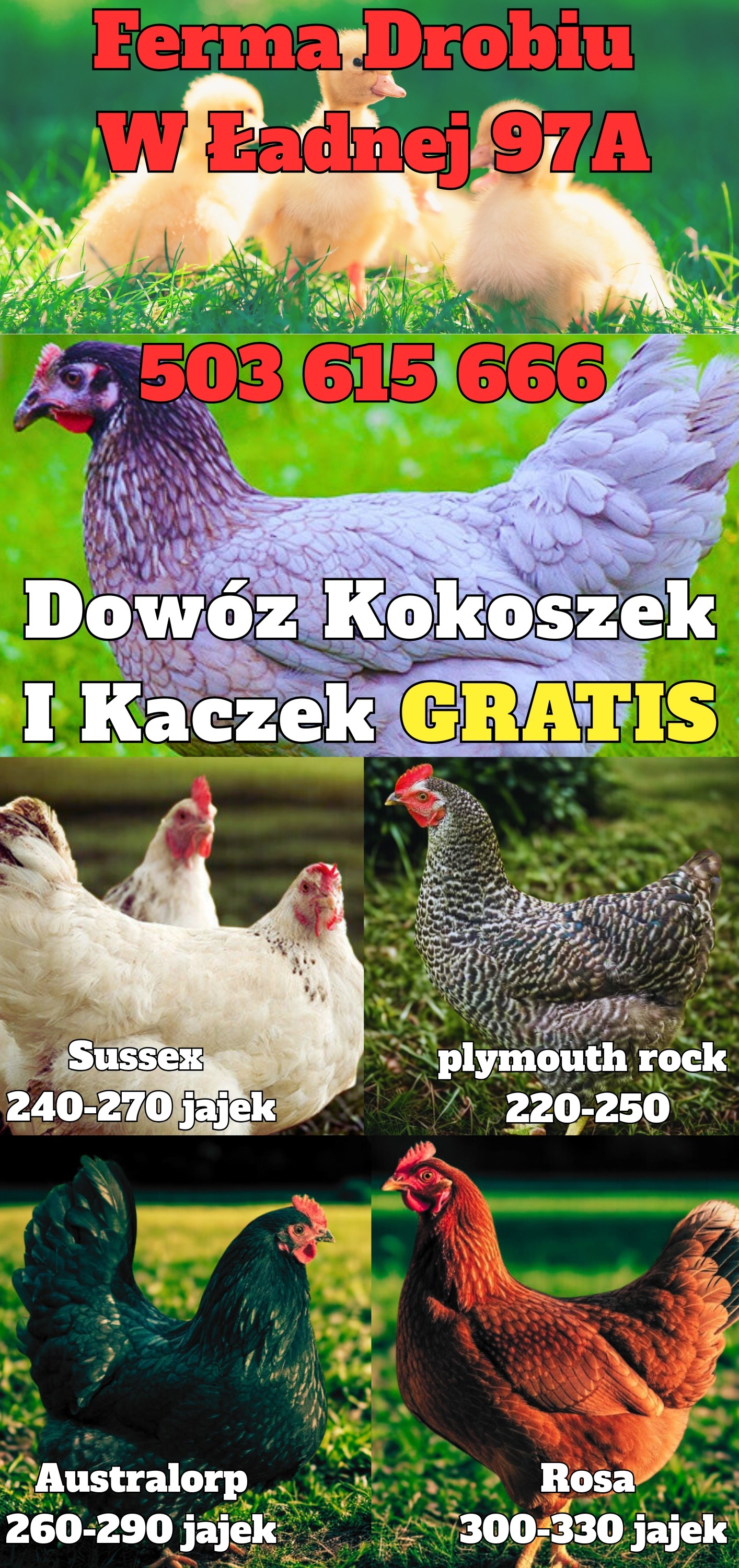  Ferma Drobiu W Ładnej 97A - Dowóz Kokoszek i Kaczek Dowózka GRATIS — zdjęcie 1