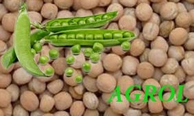 Kupię GROCH