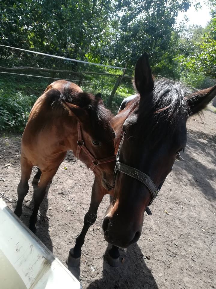 Klacz Huculska ze źrebięciem — zdjęcie 2