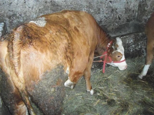 jałówka cielna — zdjęcie 3