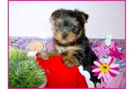 ZUCKERSÜSSE  YORKSHIRE TERRIER WELPEN