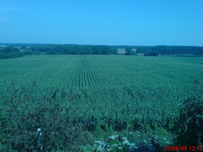 Kukurydza na pniu na kiszonkę - 23 ha — zdjęcie 3