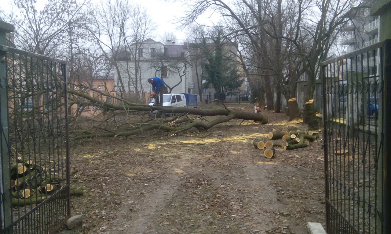 Wycinka drzew Łódź, Zgierz, Ozorków, Brzeziny, Andrespol TANIO — zdjęcie 1